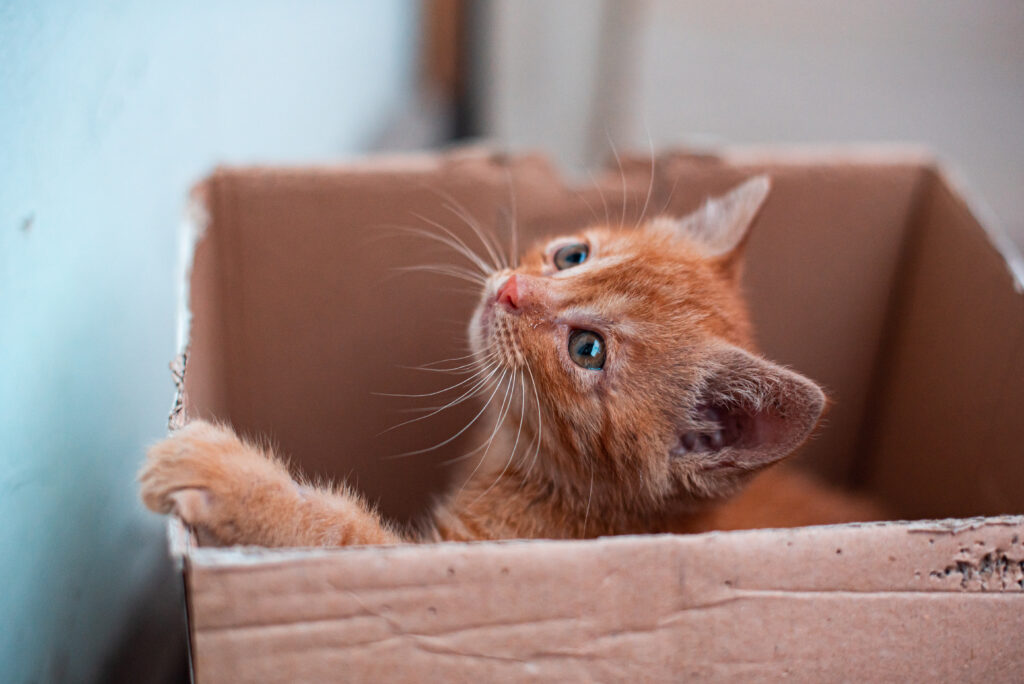 por que gatos gostam de caixa de papelão