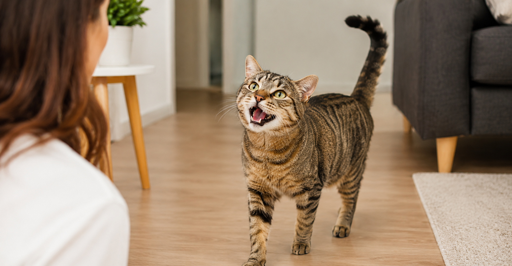 Gato miando enquanto olha para a tutora dentro de casa